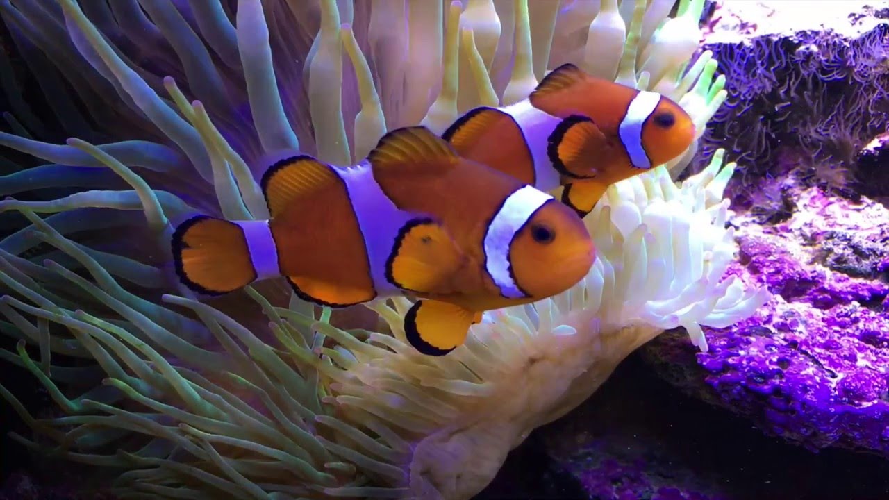 El pez payaso y la anémona