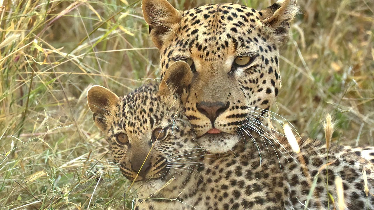 Africat Foundation, Okonjima Nature Reserve