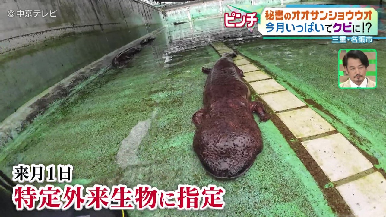 【秘書のオオサンショウウオ】６月いっぱいでクビに!? 三重・名張市