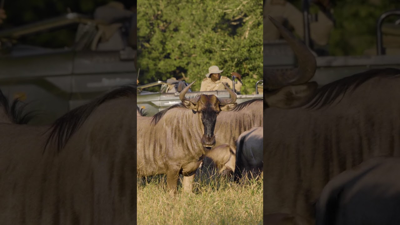 Blue Wildebeest