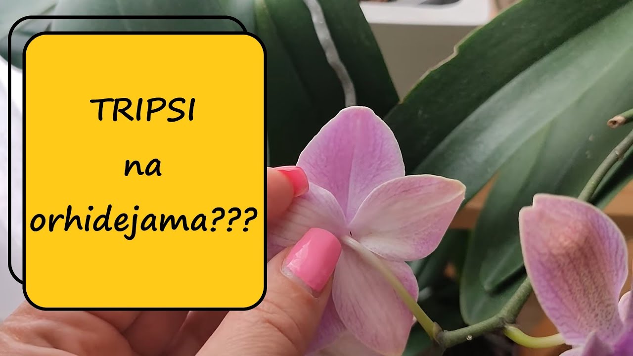 Tripsi na orhidejama  😫 😫 😫