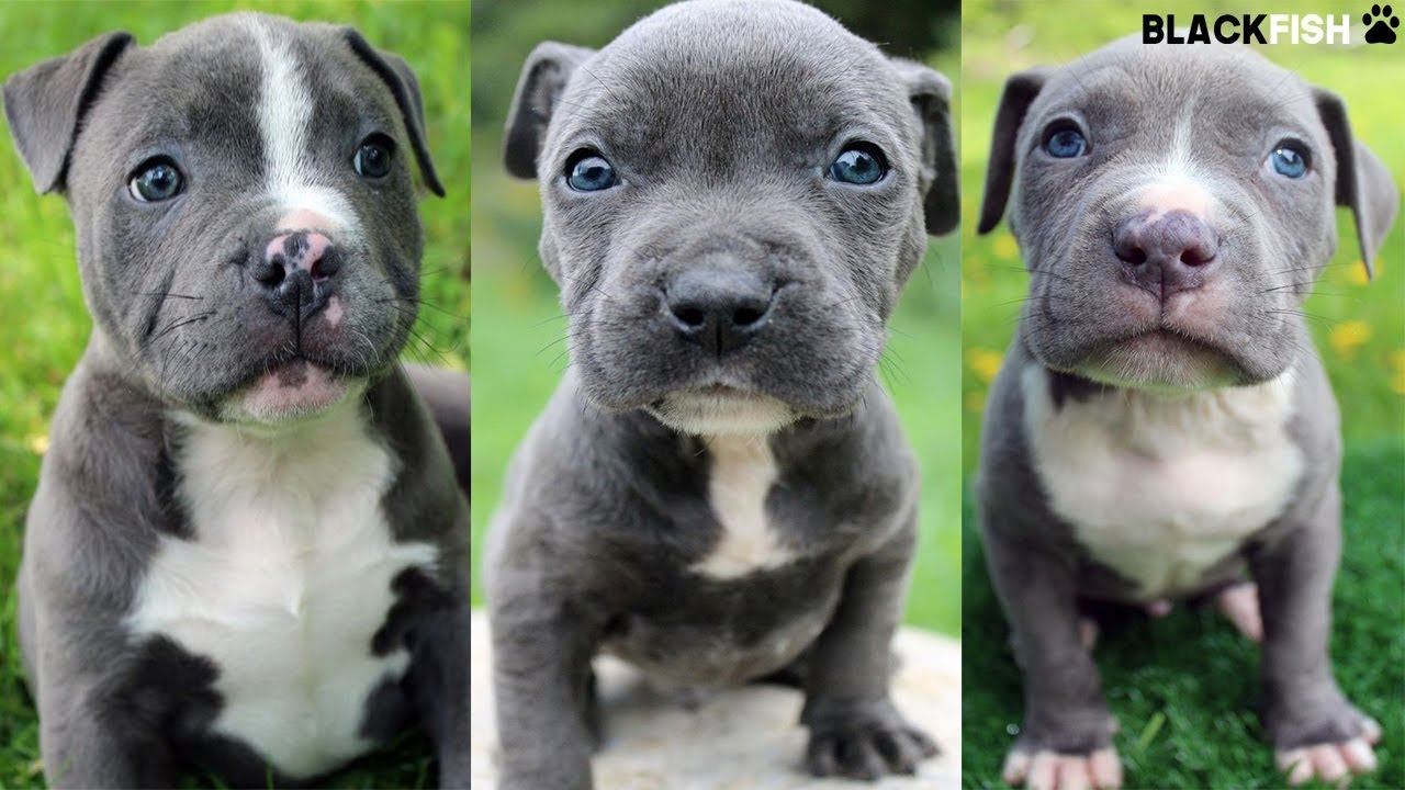 I bellissimi cuccioli di PITBULL