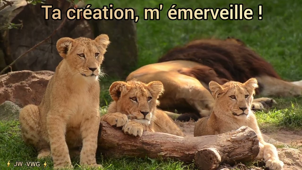 TA CRÉATION M' ÉMERVEILLE.  (Composition originale VWG )