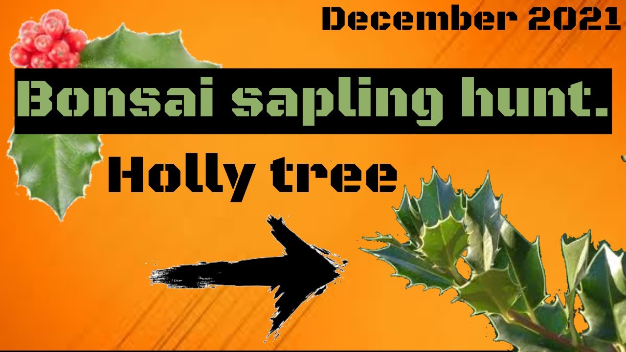 Holly tree sapling hunt for bonsai making
