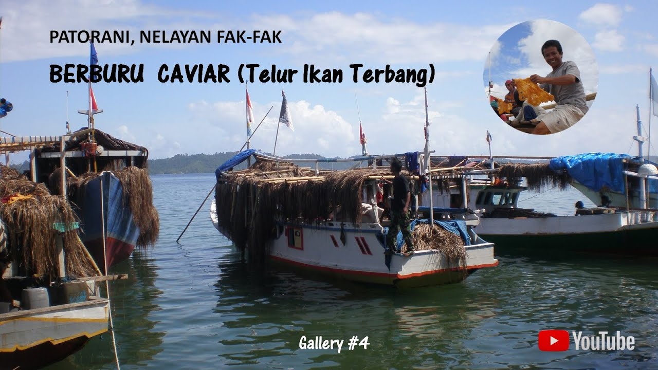 PATORANI, Nelayan Fakfak: BERBURU CAVIAR (telur ikan Terbang) #Galeri Alam Kita