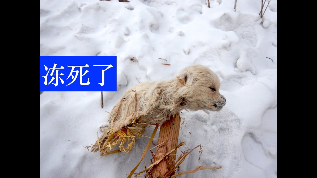 狗被主人抛弃，雪里产子，零下29度冻死了