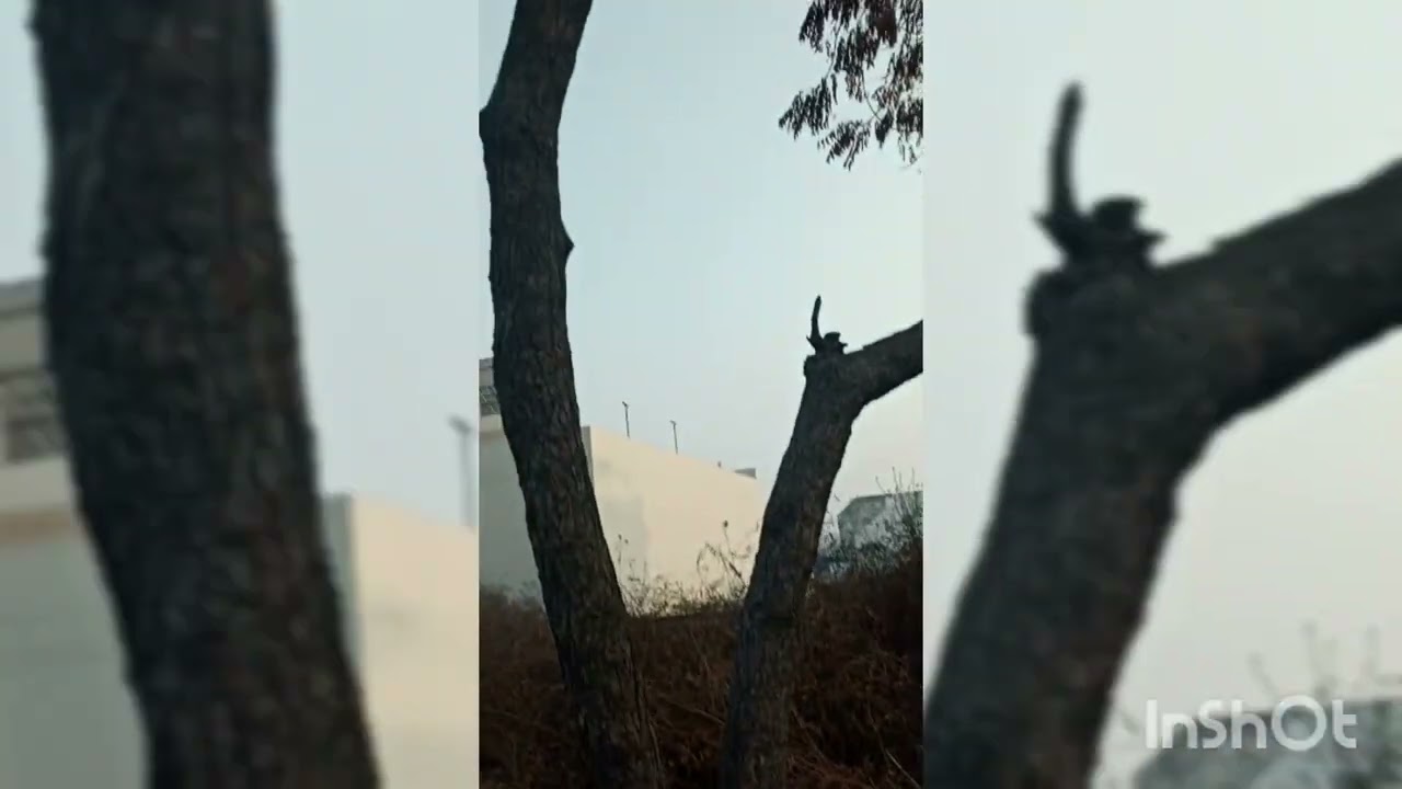 पौधे को सुखने से कैसे बचाए neem ke fayde #savedyingplant #saveplant #neemplantbenefits