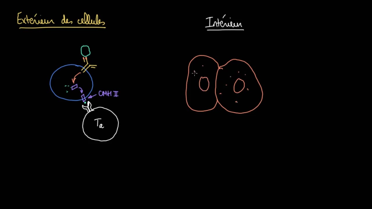 Lymphocytes T cytotoxiques et complexes CMH I
