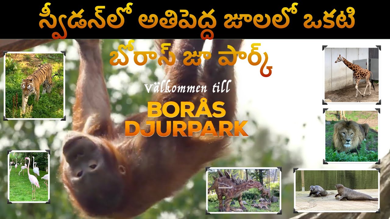 Borås Zoo Park | Sweden