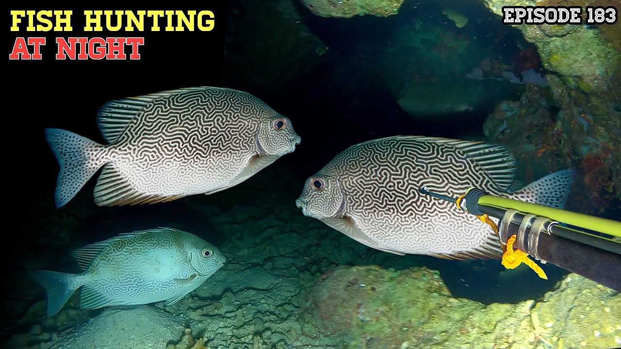 NIGHT SPEARFISHING EPISODE 183 | FISH HUNTING AT NIGHT 