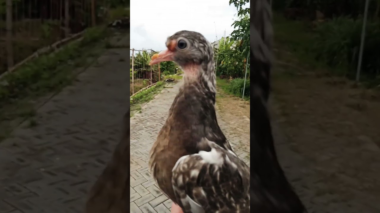 Kalau merpati Sakit seperti ini, apa obatnya 😥 #merpati #pigeon