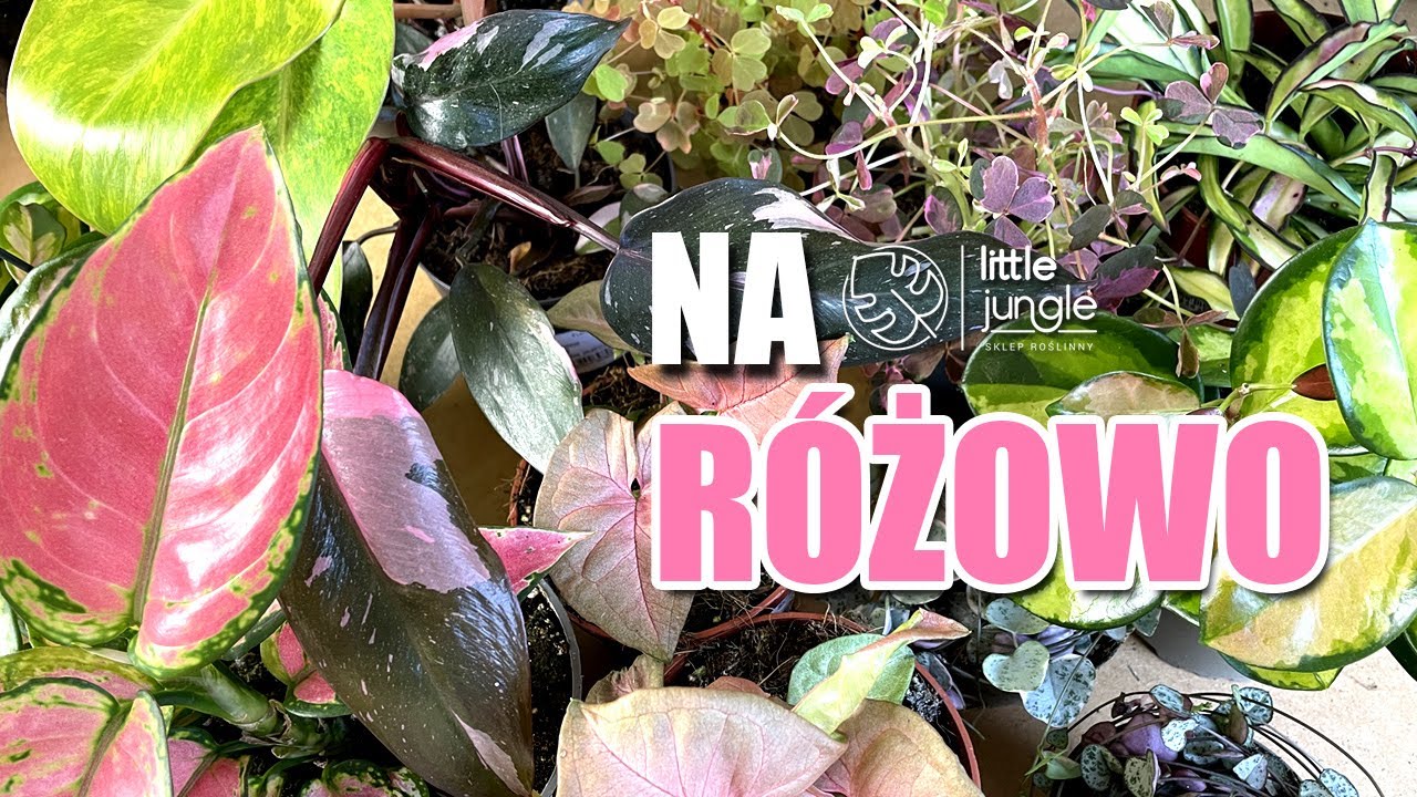 Różowe egzotyczne rośliny doniczkowe💗