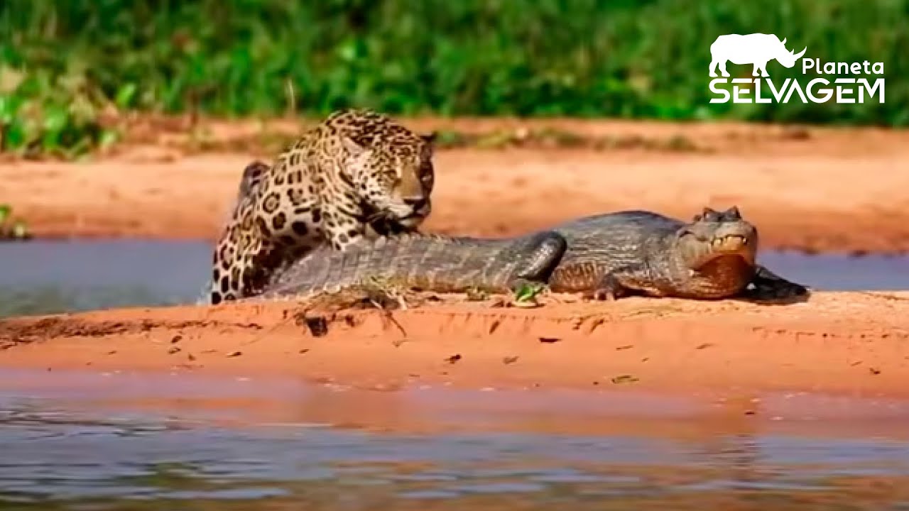 ON&Ccedil;A-PINTADA ATACA JACAR&Eacute; - PLANETA SELVAGEM