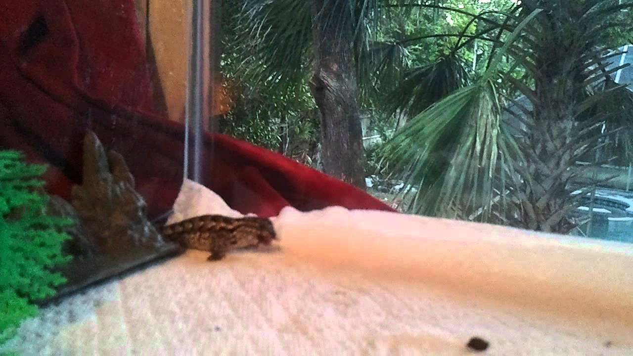 Spikey the fence lizard eats a cricket