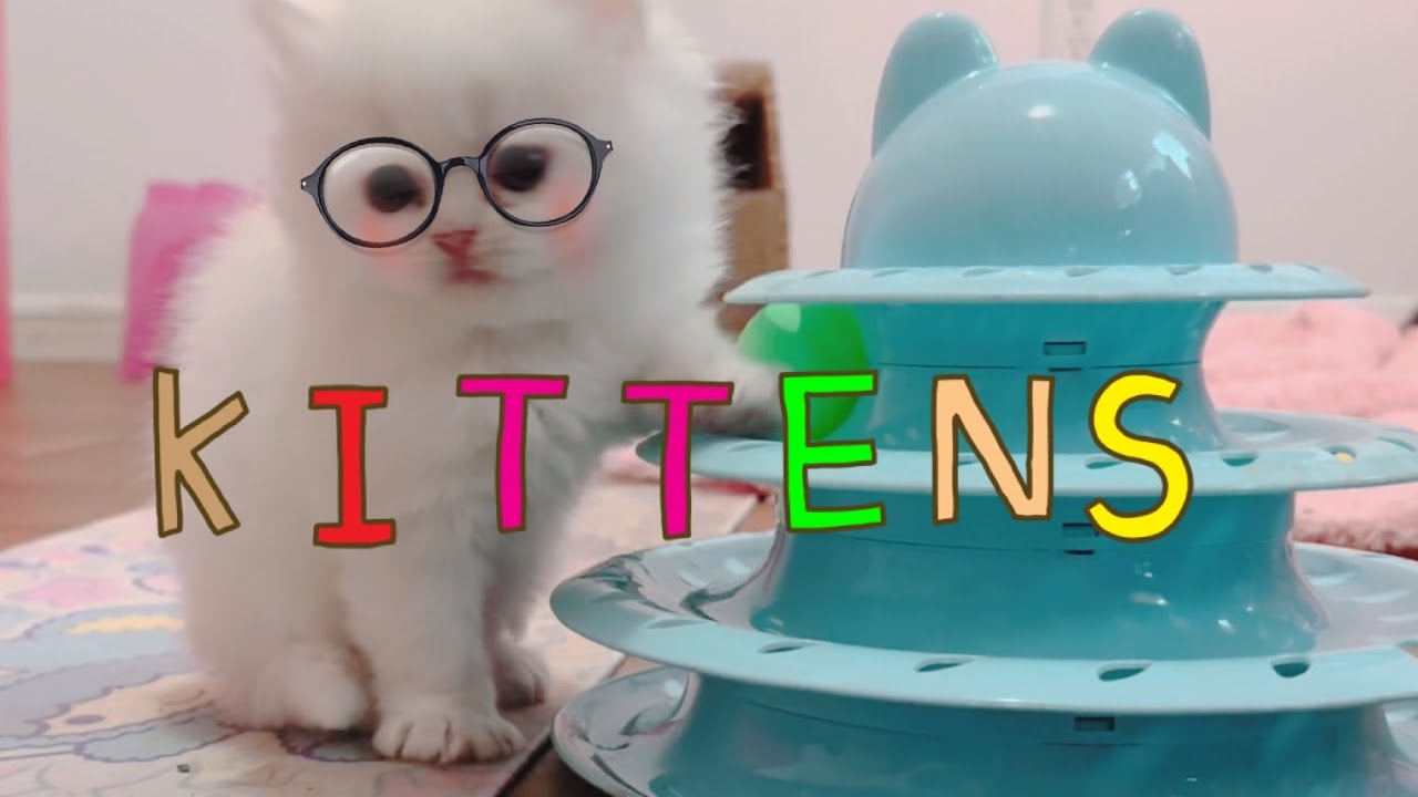 Spending the morning with Snow’s Kittens 1/26/25