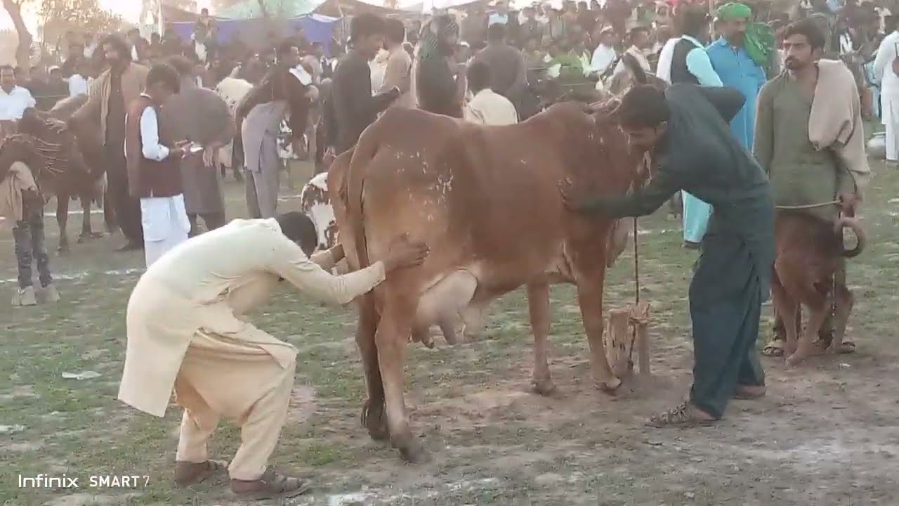 پیور چولستانی گائے کی چوائی کا میلہ ہارون اباد شہر میں میلے کا وزٹ کریں 03064790280