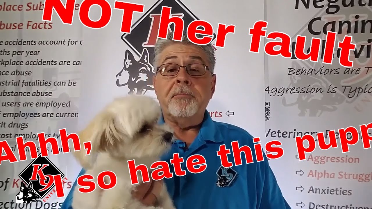 5 Easy Things You MUST Teach Your New Puppy