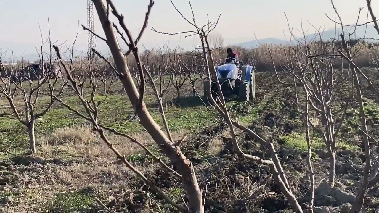 Şeftali ve nektarinlere taban gübresi uyguladık