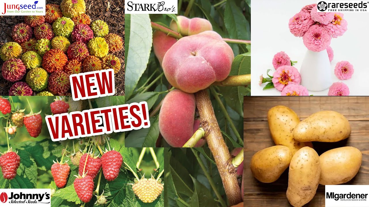 Exciting NEW Varieties To Plant In 2025 | MIgardener, Johnny's Seeds, Baker Creek, Stark Bros