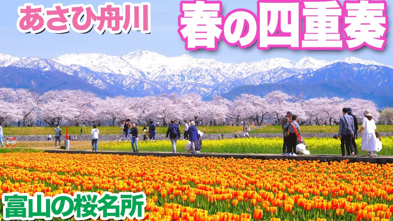【富山の桜名所】あさひ舟川「春の四重奏」がすごい　桜、チューリップ、菜の花、雪山...人を足したら「春の五重奏」　Cherry blosson of Funakawa, Asahi,Toyama