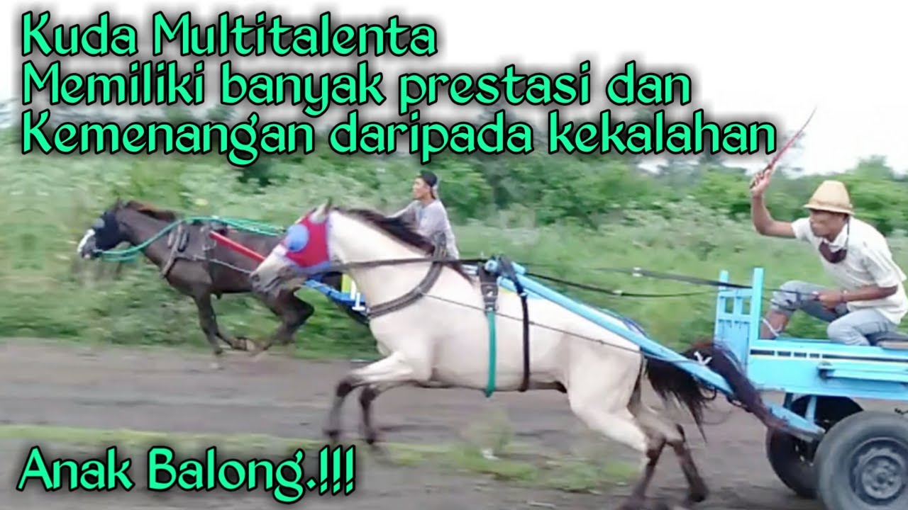 inilah kuda jawara yang memiliki banyak prestasi kemenangan dan keseruan penonton diarena balap kuda