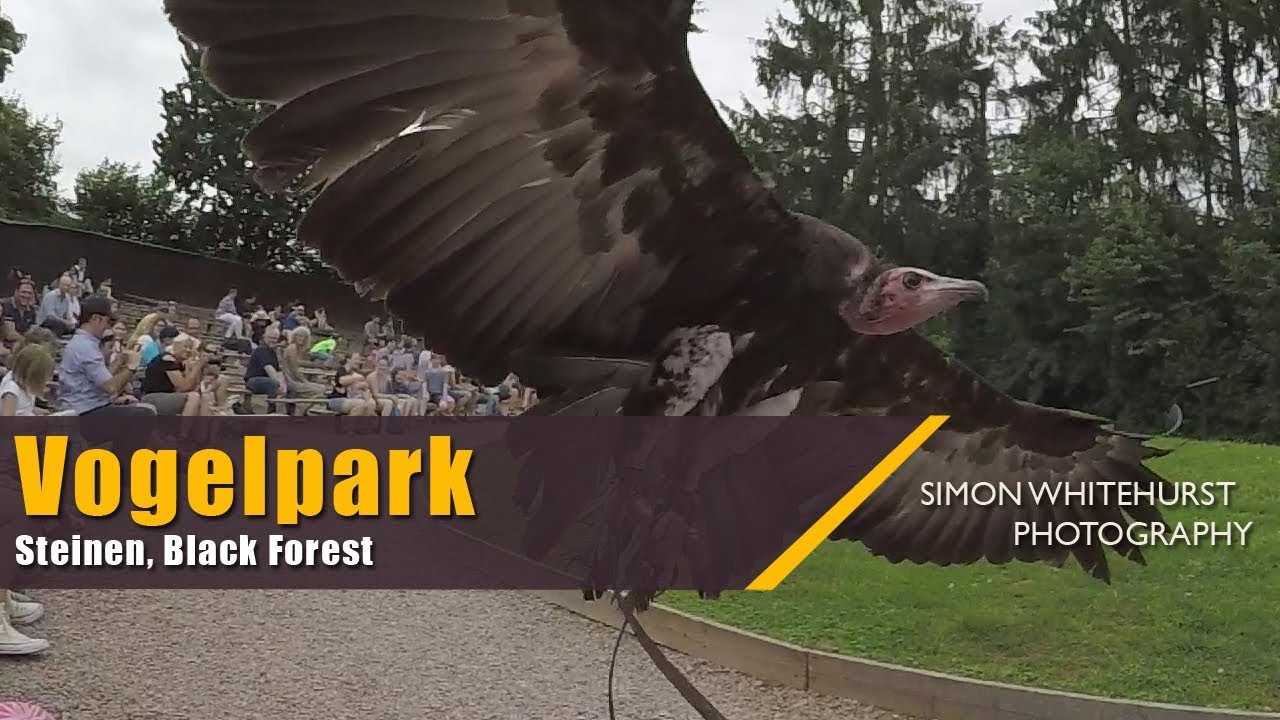 Vogelpark, Steinen, Schwarzwald | Bird Park, Steinen, Black Forest