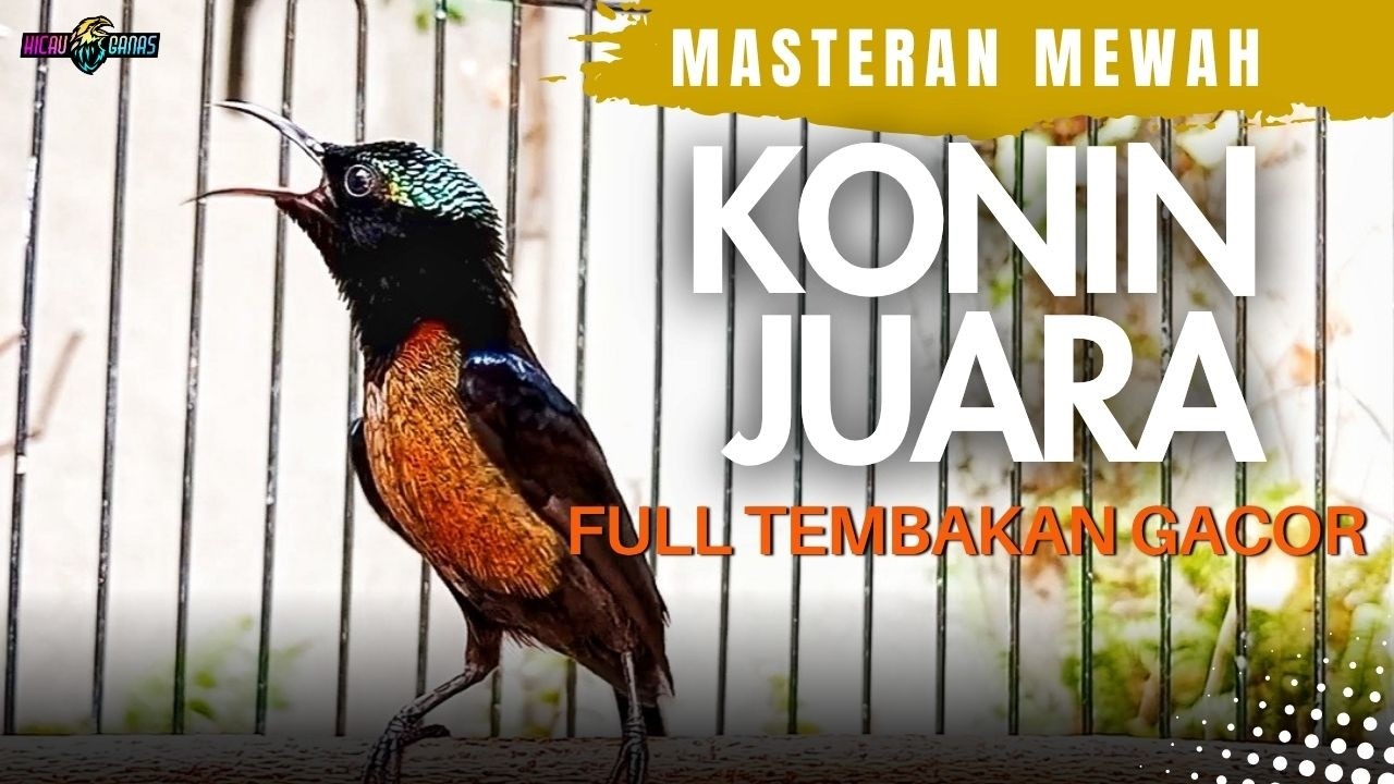 MASTERAN KONIN GACOR FULL TEMBAKAN MATERI MEWAH BIKIN GACOR DOR