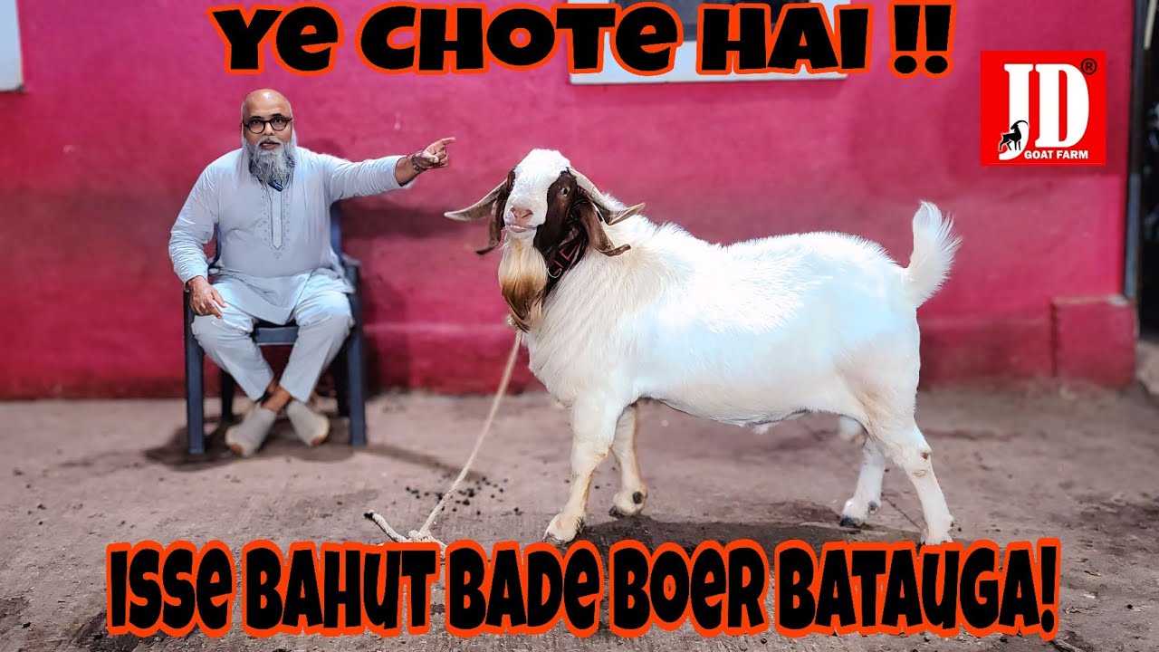 Ye Chote hai ! Isse Bahut Bade Batauga ! | 100-105 kgs ke | JD Goat Farm