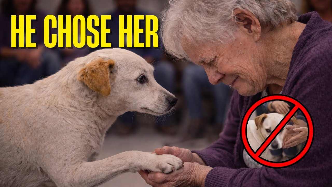 This Scared Shelter Dog Was Only Waiting For HER Hand | An Unbelievable Dog Adoption