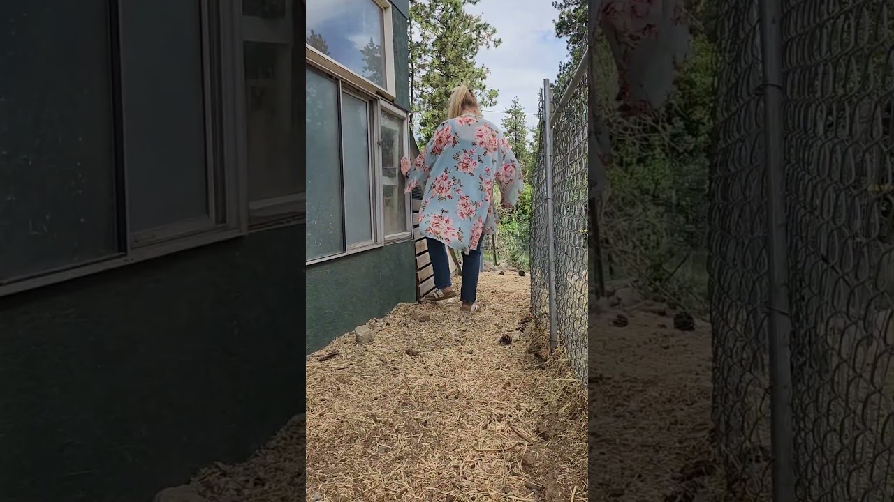 Homestead Life: Morning Chicken Routine #chickens #Routine #farmlife