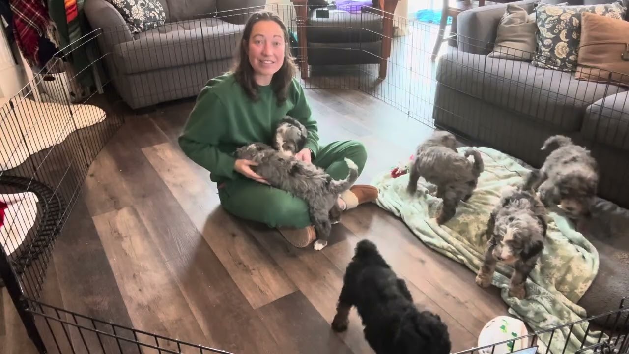Intro and pack play for Nellie’s holiday bernedoodles