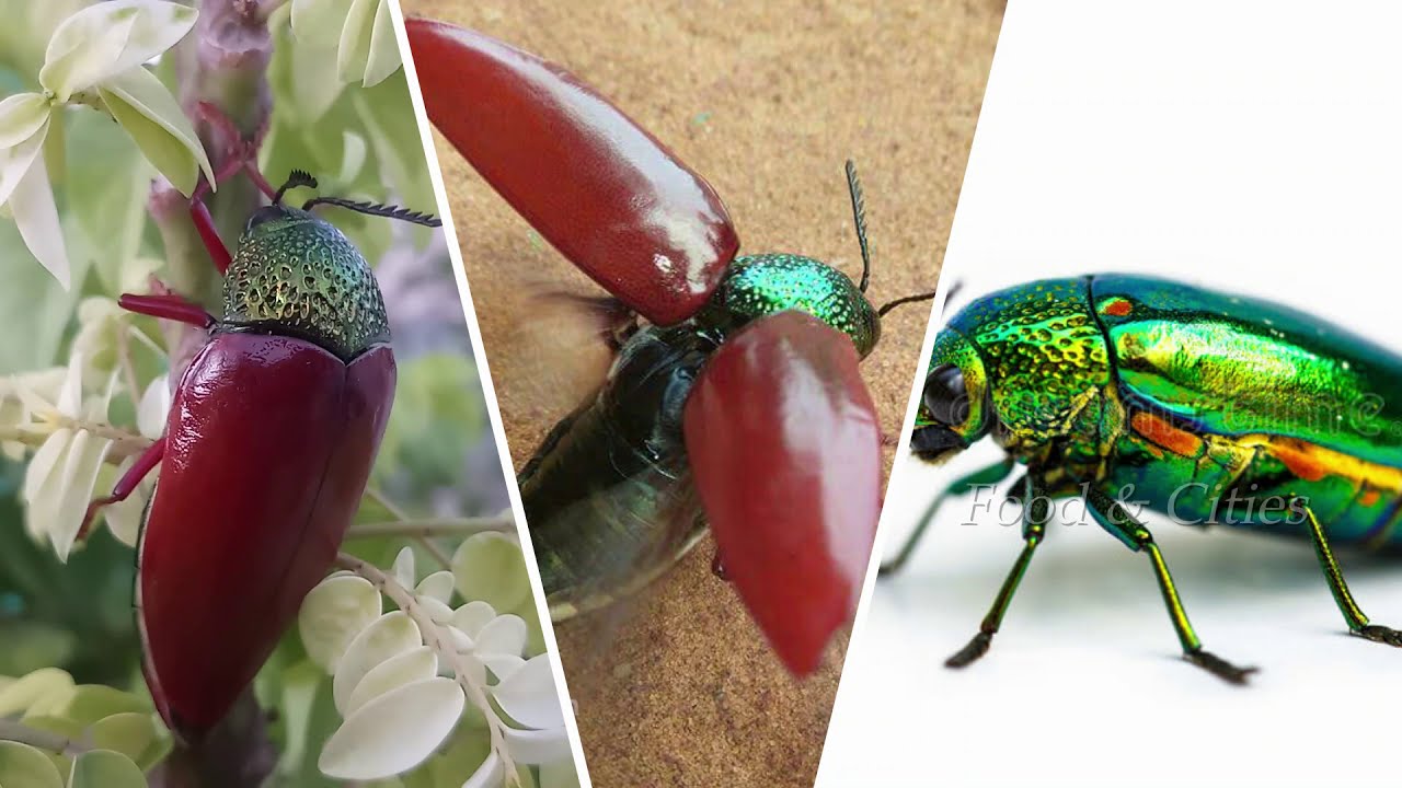 பொன்வண்டு  காலம் ஒரு பொற்காலம்  | 90s Kids Insect Play Jewel Beetle | 90s Kids Jewel Beetle