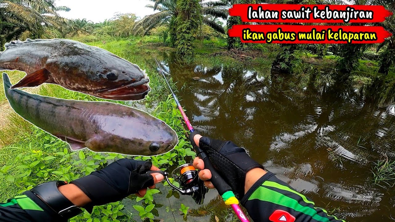 CASTING GABUS|GANAS NYA SAMBARAN IKAN GABUS DI WAKTU BANJIR|CAPUNG 632|RELIX NUSANTARA|DAIWA