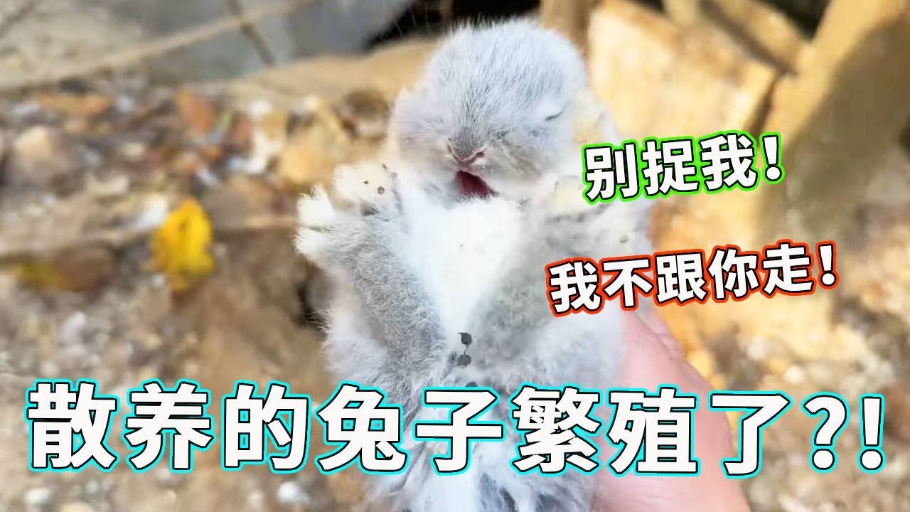 救命！我家兔子在野外偷偷繁殖，抓崽子现场堪比 “猫鼠游戏”！【天下一场梦】