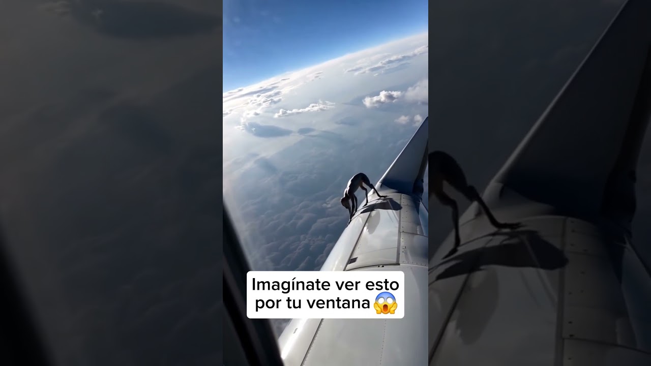 Tu qu&eacute; har&iacute;as? 😱 #AmonosALV  🌎 #vuelo #vacation #horror  #terror #miedo