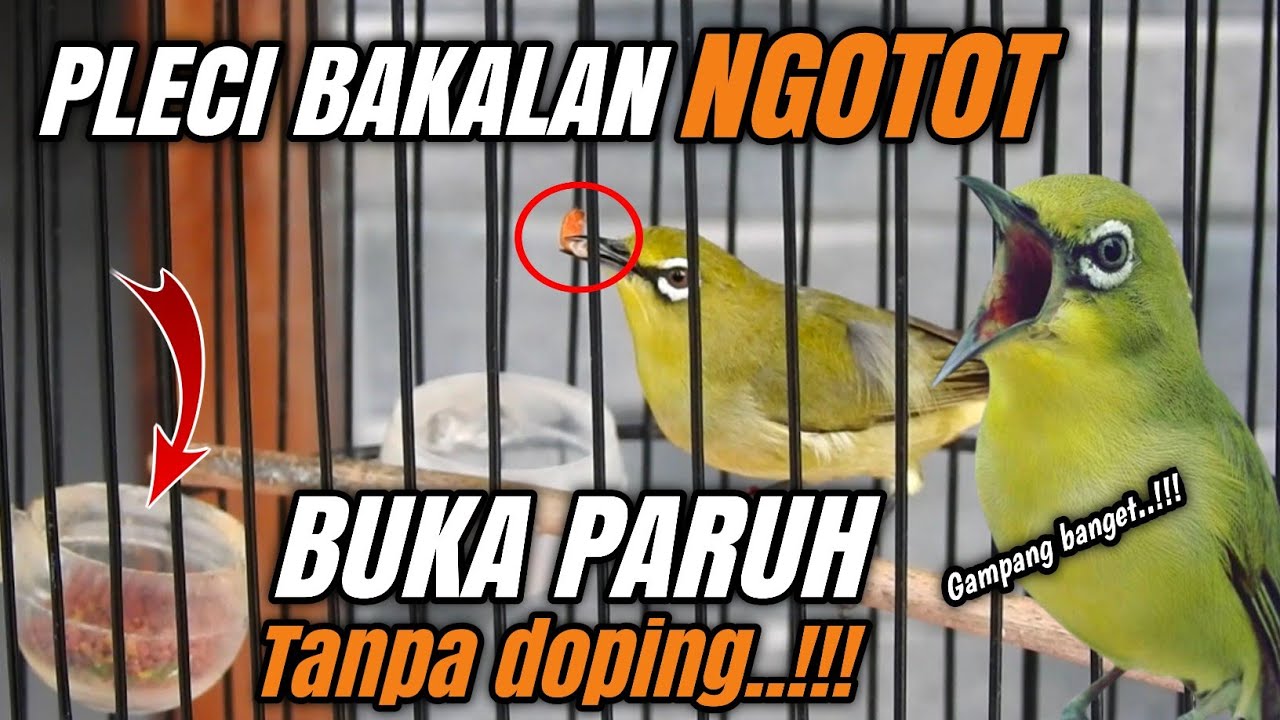 Tips JITU❗AGAR PLECI BAKALAN CEPAT GACOR BUKA PARUH‼️