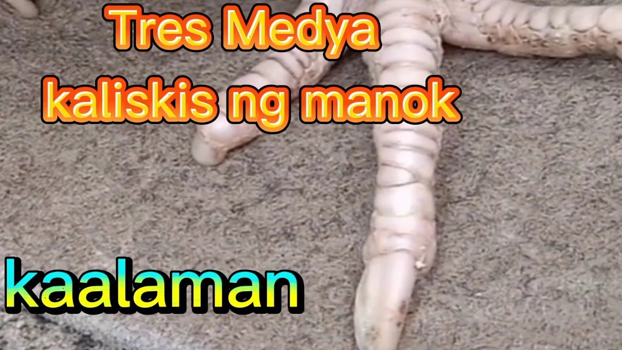 Kaliskis ng manok,Backyard breeder,manok
