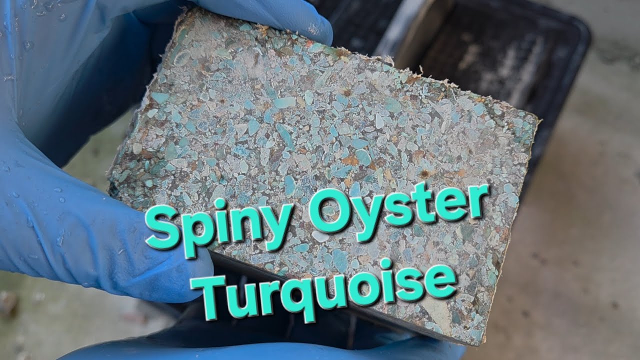 Cut and Cab, Spiny Oyster Turquoise.