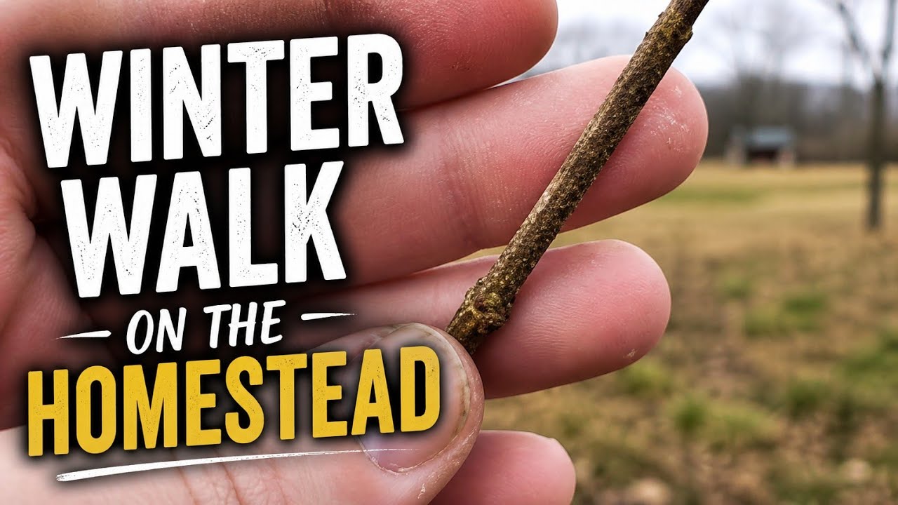 A Winter Walk on the Homestead | Pigs, Chickens, Garden Plans & Waiting on Spring