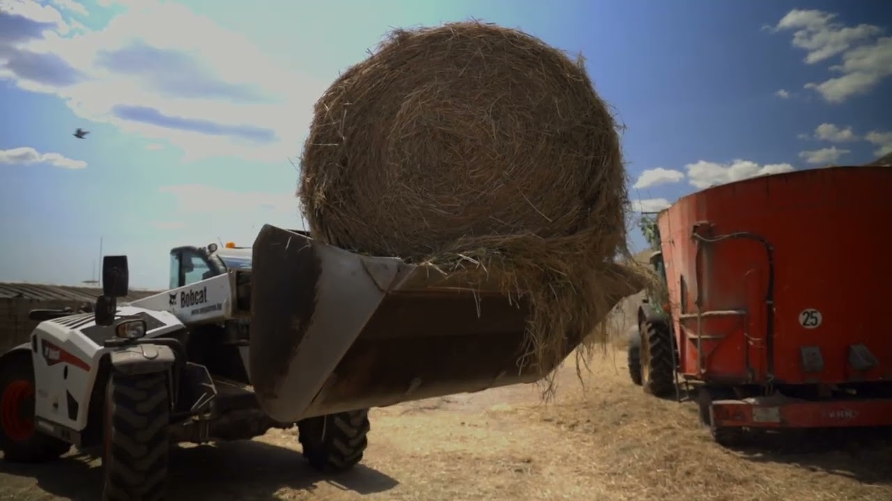BAN Trailer cows