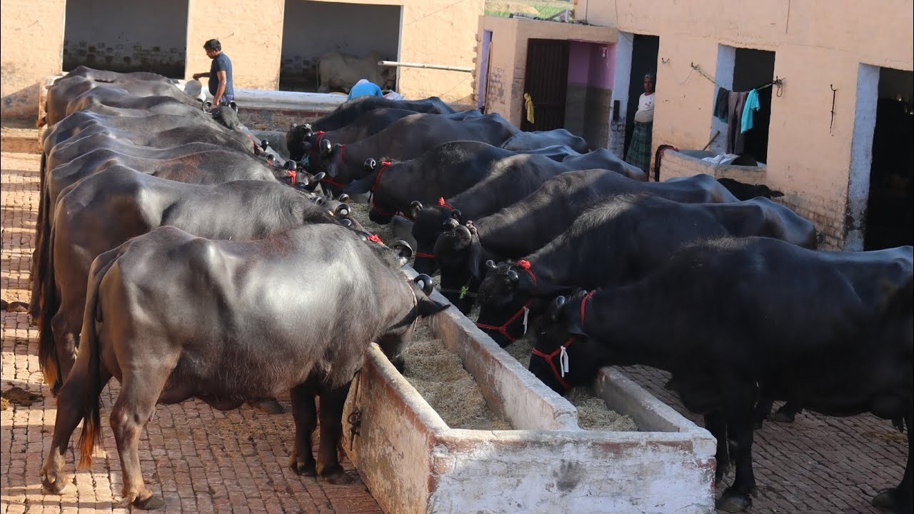 Raj Dairy Farm || Buffalo Point || भैंस बेचने वाला फार्म || Hisar(Haryana)