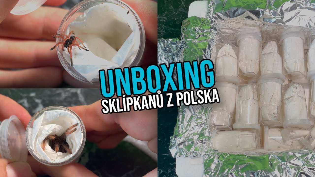 SKLÍPKANI Z POLSKA!!!