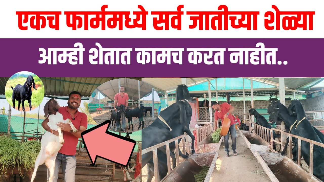 पूर्ण बंदिस्त शेळी पालन कसे करावे  | शेळीपालन संपूर्ण माहिती | sheliPalan kase karave | got farming 