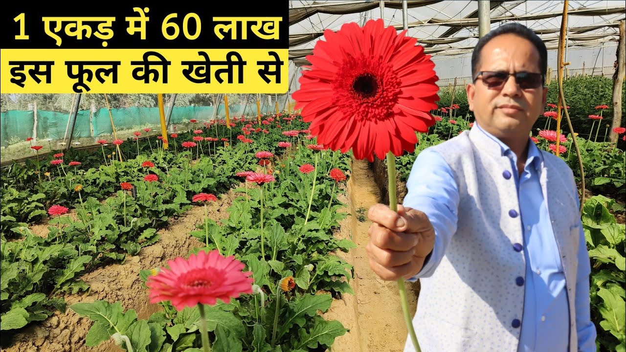 1 एकड़ जमीन में इस फूल की खेती कर किसान कमा रहा है लाखों | Flower Farming In Polyhouse