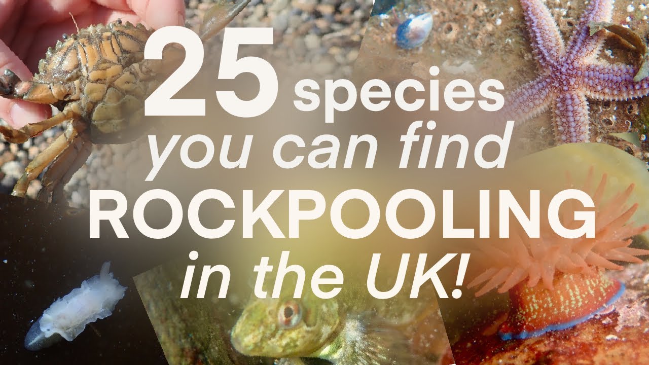 25 SEA CREATURES YOU CAN FIND ROCKPOOLING IN THE UK! (Underwater Video Showreel 2019)