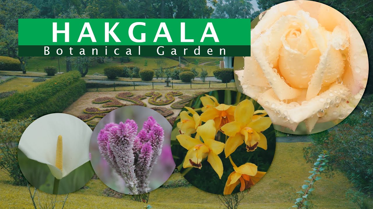Hakgala Botanical Gardens | Sri Lanka