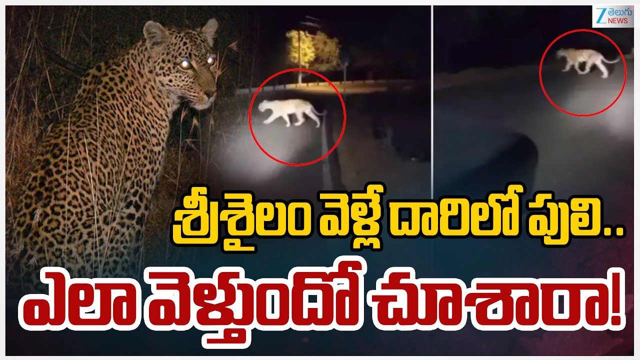 Tiger Spotted At Srisailam Ghat Road | శ్రీశైలం వెళ్లే దారిలో పులి..ఎలా వెళ్తుందో చూశారా! | ZEE News