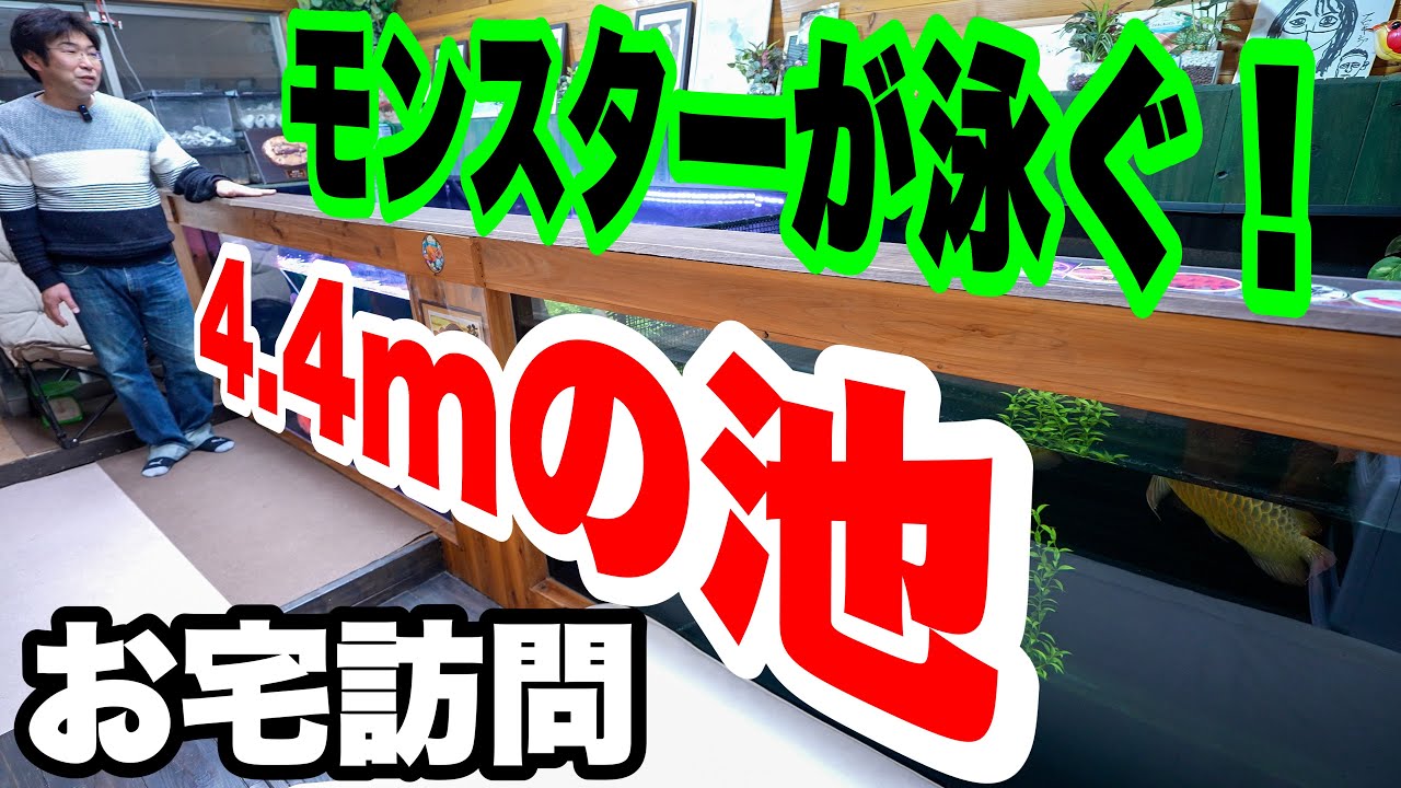 【お宅訪問】モンスターアロワナが泳ぐ池！自作で4.4mの池作っちゃいました！アクアリウム　