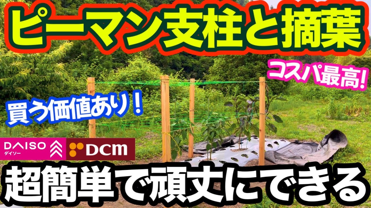 【手間いらず】ピーマン支柱の立て方と摘葉！100均とホームセンターの材料を使って簡単に頑丈な支柱を作るやり方！“Staking Bell Peppers”（家庭菜園用）