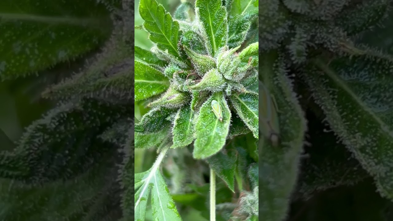 Making seeds #420 #710 #510